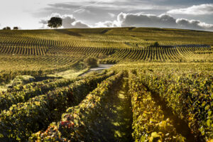 photo by Leif Carlsson Laurent-Perrier vineyards in Champagne, France