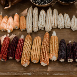 TranspatioMaya1 TranspatioMaya1